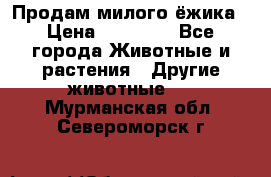 Продам милого ёжика › Цена ­ 10 000 - Все города Животные и растения » Другие животные   . Мурманская обл.,Североморск г.